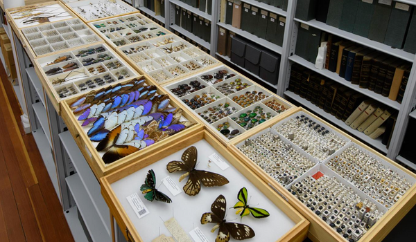 Picture of Entomology Collection
