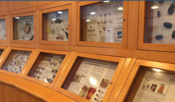 Picture of Entomology Cabinets