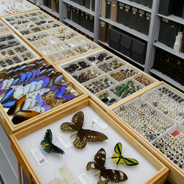 Picture of Entomology Collection