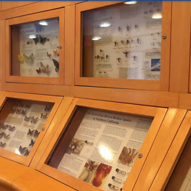 Picture of Entomology Cabinets